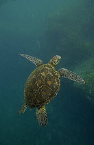 Pacific Green Sea Turtle (Chelonia mydas agassizi) swimming over reef off Santiago Island, endangered, Galapagos Islands, Ecuador