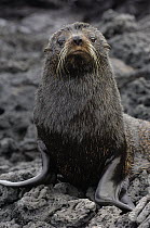 Galapagos Fur Seal (Arctocephalus galapagoensis) pup, portrait, Santiago Island, Galapagos Islands, Ecuador