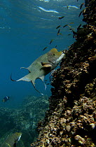 Streamer Hogfish (Bodianus diplotaenia) feeding on coral reef wall, Espanola Island, Galapagos Islands, Ecuador