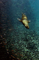 Galapagos Sea Lion (Zalophus wollebaeki) swimming through schooling fish, vulnerable, Gardner Bay, Espanola Island, Galapagos Islands, Ecuador