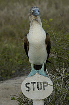Blue-footed Booby (Sula nebouxii) standing on a stop sign, Galapagos Islands, Ecuador