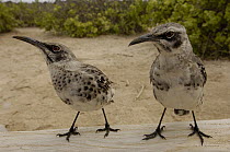 Hood Mockingbird (Nesomimus macdonaldi) pair, vulnerable, Espanola Island, Galapagos Islands, Ecuador