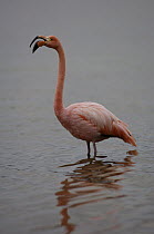 Greater Flamingo (Phoenicopterus ruber) calling in shallow water, Floreana Island, Galapagos Islands, Ecuador