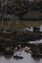 Greater Flamingo (Phoenicopterus ruber) group feeding in shallow water amid cool lava, Floreana Island, Galapagos Islands, Ecuador