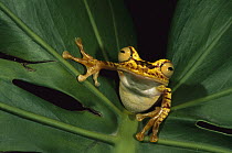 Chachi Tree Frog (Hyla picturata), Cotacachi-Cayapas Reserve, Ecuador