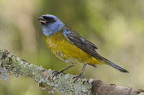 Blue and Yellow Tanager (Thraupis bonariensis) male perching on lichen-covered branch, Andes, Ecuador