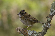Rufous-collared Sparrow (Zonotrichia capensis) juvenile, Andes, Ecuador