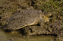 Flapshell Turtle (Cyclanorbinae) in muddy puddle, Bharatpur National Park, Rajasthan, India