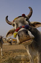 Domestic Cattle (Bos taurus) in cattle section at Pushkar camel and livestock fair, India