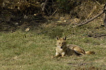 Golden Jackal (Canis aureus), Bharatpur National Park, Rajasthan, India