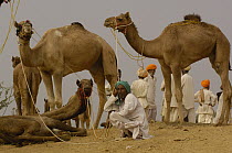 Dromedary (Camelus dromedarius) group in Pushkar camel and livestock fair, India