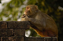 Rhesus Macaque (Macaca mulatta) resting on brick wall in the town of Bharatpur, Rajasthan, India