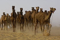 Dromedary (Camelus dromedarius) camels at Pushkar camel and livestock fair, Pushkar, Rajasthan, India