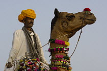 Dromedary (Camelus dromedarius) camel with rider at Pushkar camel and livestock fair, Pushkar, Rajasthan, India