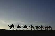 Dromedary (Camelus dromedaries) group, domesticated animals with pasturalists in the Thar desert, Rajasthan, India