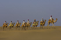Dromedary (Camelus dromedaries) group, domesticated animals with pasturalists in the Thar desert, Rajasthan, India