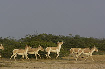 Indian Wild Ass (Equus hemionus khur) herd running, Rann of Kutch, Gujarat, India