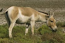 Indian Wild Ass (Equus hemionus khur) grazing on salt-tolerant plants, Rann of Kutch, Gujarat, India