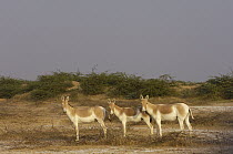 Indian Wild Ass (Equus hemionus khur) trio in arid habitat, Rann of Kutch, Gujarat, India