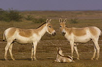 Indian Wild Ass (Equus hemionus khur) parents with calf, Rann of Kutch, Gujarat, India