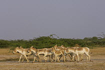 Indian Wild Ass (Equus hemionus khur) herd walking through arid habitat, Rann of Kutch, Gujarat, India