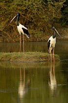 Black-necked Stork (Ephippiorhynchus asiaticus) male with brown eye and female with yellow eye, Bharatpur National Park, Rajasthan, India