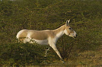 Indian Wild Ass (Equus hemionus khur) walking through vegetation, Rann of Kutch, Gujarat, India
