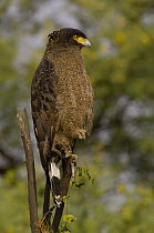 Crested Serpent-Eagle (Spilornis cheela) perching on snag, Bharatpur National Park, Rajasthan, India