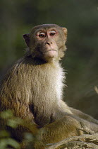 Rhesus Macaque (Macaca mulatta) portrait, Rajasthan, India