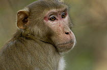 Rhesus Macaque (Macaca mulatta) portrait, Rajasthan, India