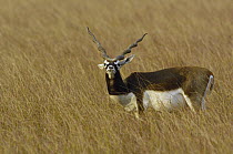 Blackbuck (Antilope cervicapra) male, Velavadar National Park, Gujarat, India