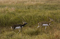 Blackbuck (Antilope cervicapra) pair, Velavadar National Park, Gujarat, India
