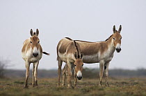 Indian Wild Ass (Equus hemionus khur) trio, Rann of Kutch, Gujarat, India