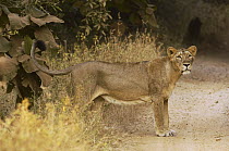 Asiatic Lion (Panthera leo persica) lioness at edge of dirt road, Gir National Park, Gujarat, India