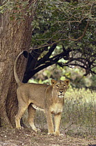 Asiatic Lion (Panthera leo persica) lioness marking territory, Gir National Park, Gujarat, India