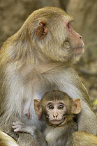 Rhesus Macaque (Macaca mulatta) mother and infant in the town of Bharatpur, Rajasthan, India