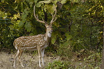 Axis Deer (Cervus axis) male with antlers in velvet, Gir Forest National Park, Gujarat, India