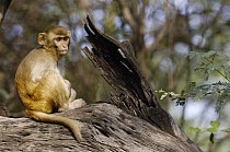 Rhesus Macaque (Macaca mulatta) juvenile sitting on log in the town of Bharatpur, Rajasthan, India