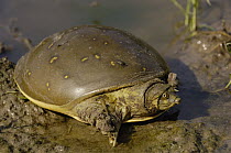Flapshell Turtle (Cyclanorbinae) in puddle, Bharatpur National Park, Rajasthan, India