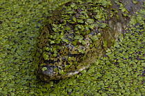 Softshell Turtle (Trionychidae) covered with pond weed, Bharatpur National Park, Rajasthan, India