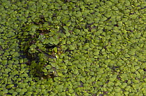 Softshell Turtle (Trionychinae) covered with pond weed, Bharatpur National Park, Rajasthan, India