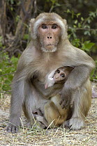 Rhesus Macaque (Macaca mulatta) mother with nursing infant in the town of Bharatpur, Rajasthan, India