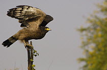 Crested Serpent-Eagle (Spilornis cheela) stretching wings, Bharatpur National Park, Rajasthan, India