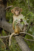 Rhesus Macaque (Macaca mulatta) infant portrait in the town of Bharatpur, Rajasthan, India