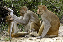 Rhesus Macaque (Macaca mulatta) trio grooming in the town of Bharatpur, Rajasthan, India