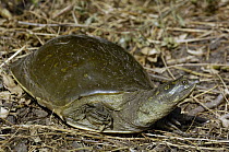 Flapshell Turtle (Cyclanorbinae), Bharatpur National Park, Rajasthan, India