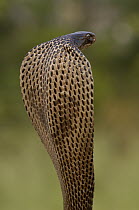 Spectacled Cobra (Naja naja) with hood flared in defense posture, Gujarat, India