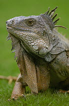 Green Iguana (Iguana iguana) portrait, Seminario Park, Guayaquil, Ecuador