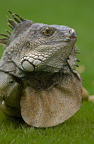 Green Iguana (Iguana iguana) flaring dewlap in threat display, Guayaquil, Seminario Park, Ecuador