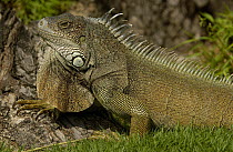 Green Iguana (Iguana iguana) side view, Seminario Park, Guayaquil, Ecuador